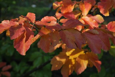 Parrotia persica - parocie perská - podzimní větev